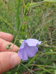 Linum nervosum