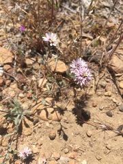 Lessingia tenuis