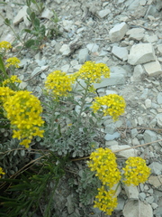 Odontarrhena obtusifolia