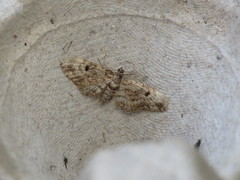 Eupithecia tantillaria