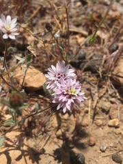 Lessingia tenuis