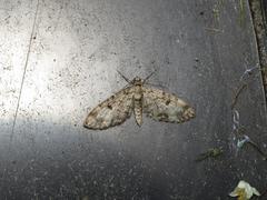 Eupithecia tantillaria