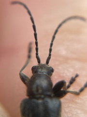 Brachysomida californica
