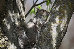 Sciurus carolinensis