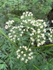 Thaspium pinnatifidum