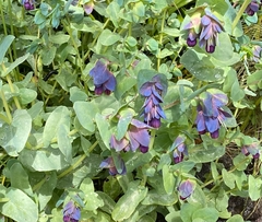 Cerinthe