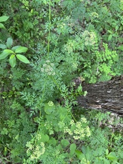 Thaspium pinnatifidum