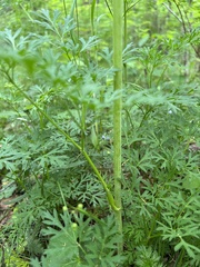 Thaspium pinnatifidum