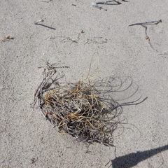 Carex sabulosa