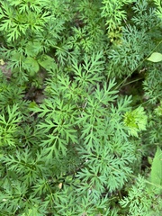 Thaspium pinnatifidum