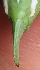 Odontura aspericauda
