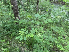 Thaspium pinnatifidum