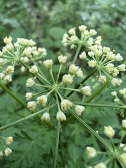 Thaspium pinnatifidum