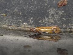 Limnephilus binotatus