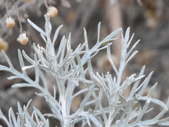 Senecio viravira