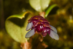 Stelis piperina