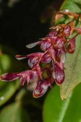 Stelis piperina