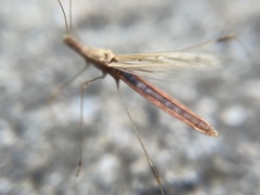Neoneides