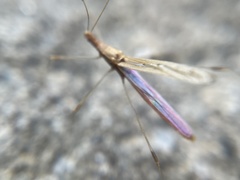 Neoneides