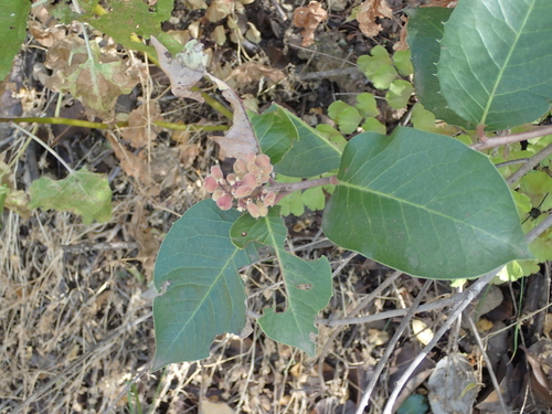 iNaturalist observation photo of sumacs