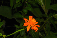 Pseudogynoxys chiribogensis