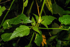 Pseudogynoxys chiribogensis