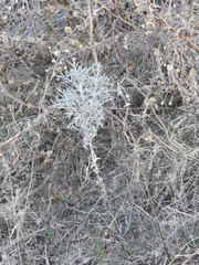 Senecio viravira