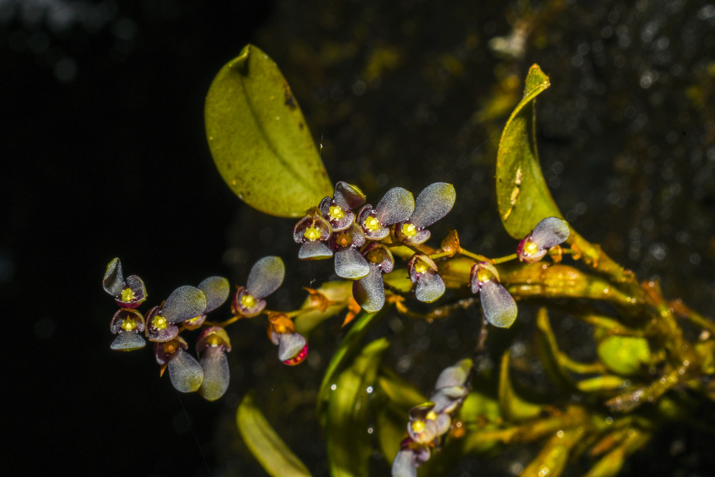 Stelis piperina