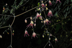 Thalictrum podocarpum