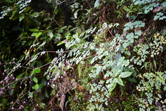 Thalictrum podocarpum