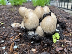 Coprinopsis romagnesiana