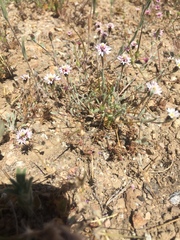 Lessingia tenuis