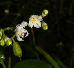 Klaprothia mentzelioides