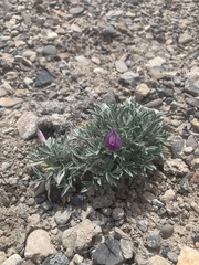 Astragalus uncialis