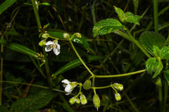 Klaprothia mentzelioides