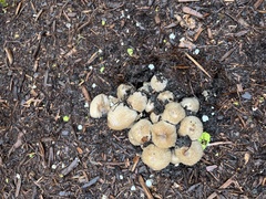 Coprinopsis romagnesiana