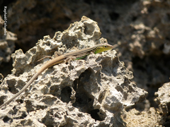 Cnemidophorus ruatanus