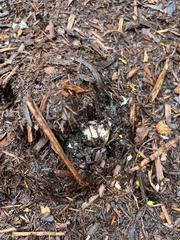 Coprinopsis romagnesiana