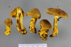 Cortinarius canarius
