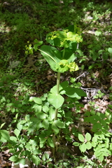 Smyrnium perfoliatum