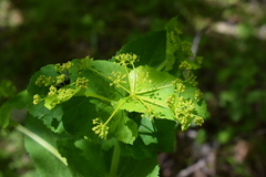 Smyrnium perfoliatum