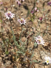 Lessingia tenuis