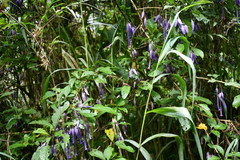 Iochroma calycinum