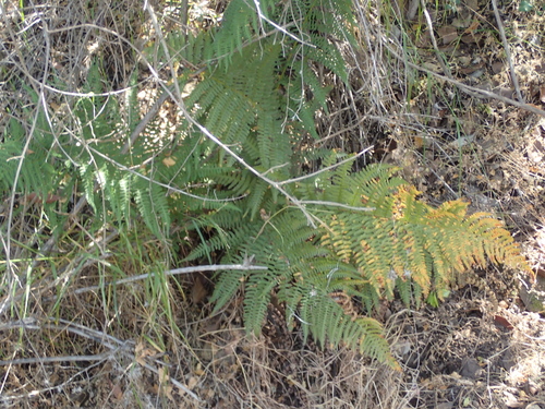 iNaturalist observation photo of coastal woodfern