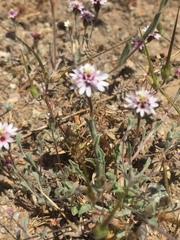 Lessingia tenuis