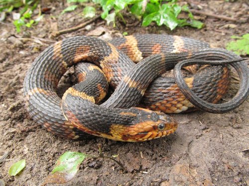 Broad-banded Water Snake (Common Snakes Identification Guide for the ...