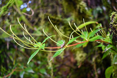 Peperomia lanceolata