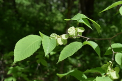 Ulmus minor