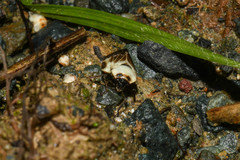 Sphenorhina quadrifera
