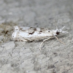 Microcrambus kimballi